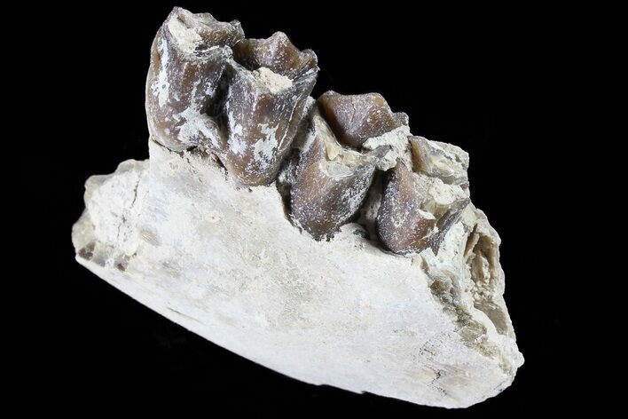 Oreodont Jaw Section With Teeth - South Dakota #81952